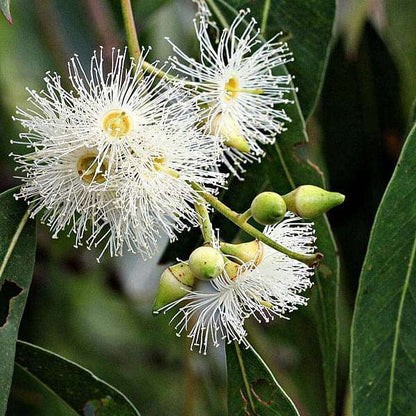 Eucalyptus Plant Medicinal Live Plant