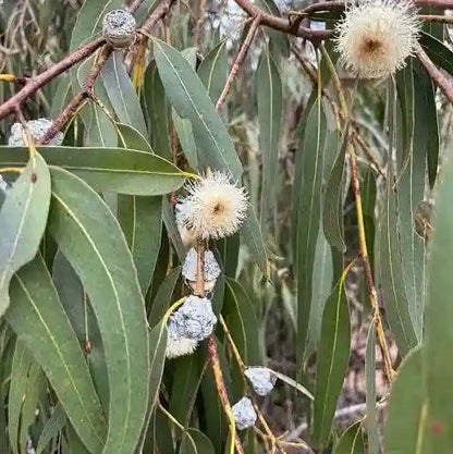 Eucalyptus Plant Medicinal Live Plant