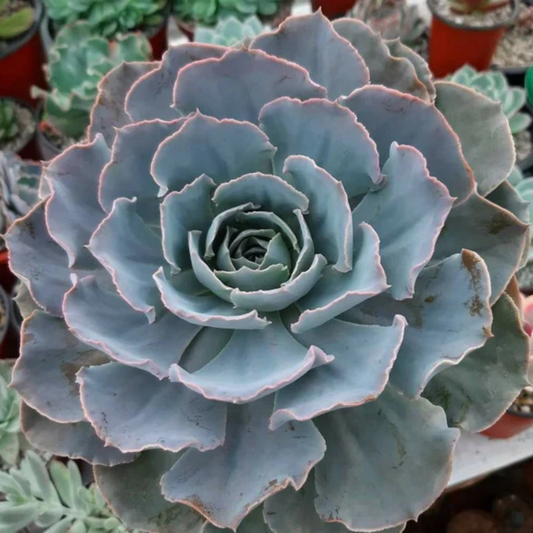 Echeveria 'Cubic Frost' Succulent Live Plant