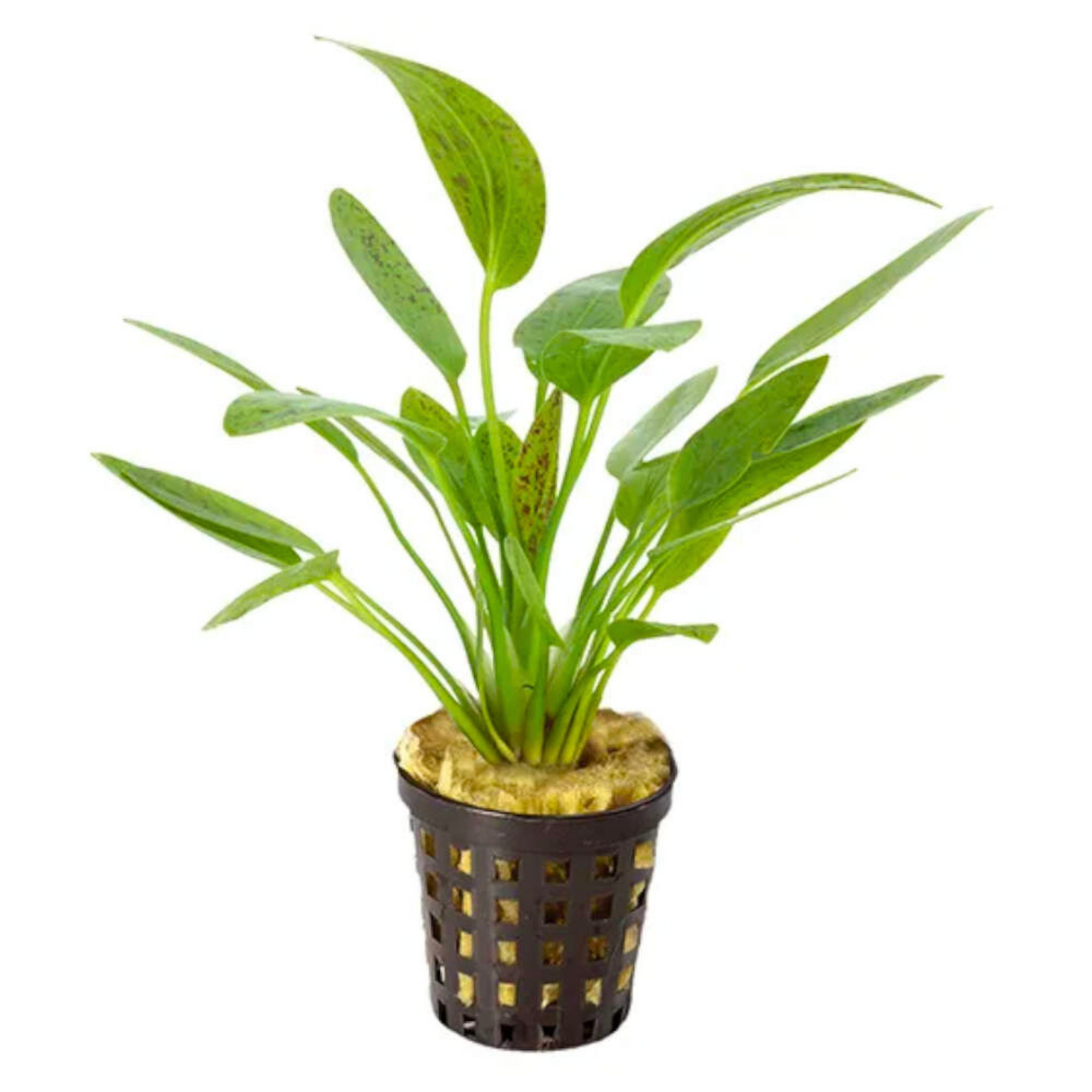 Echinodorus Ozelot Green Aquarium Live Plant