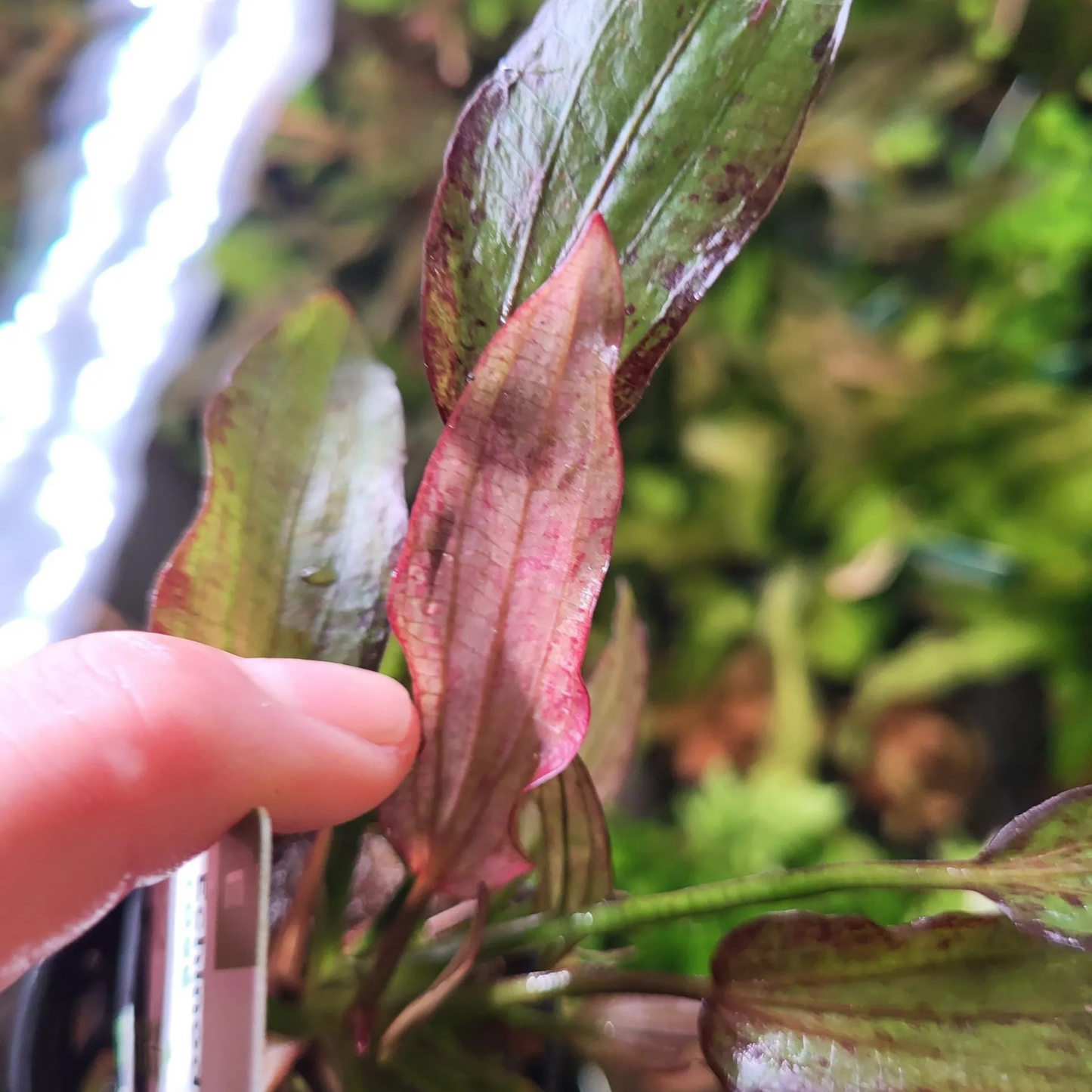 Echinodorus Rose Aquarium Live Plant