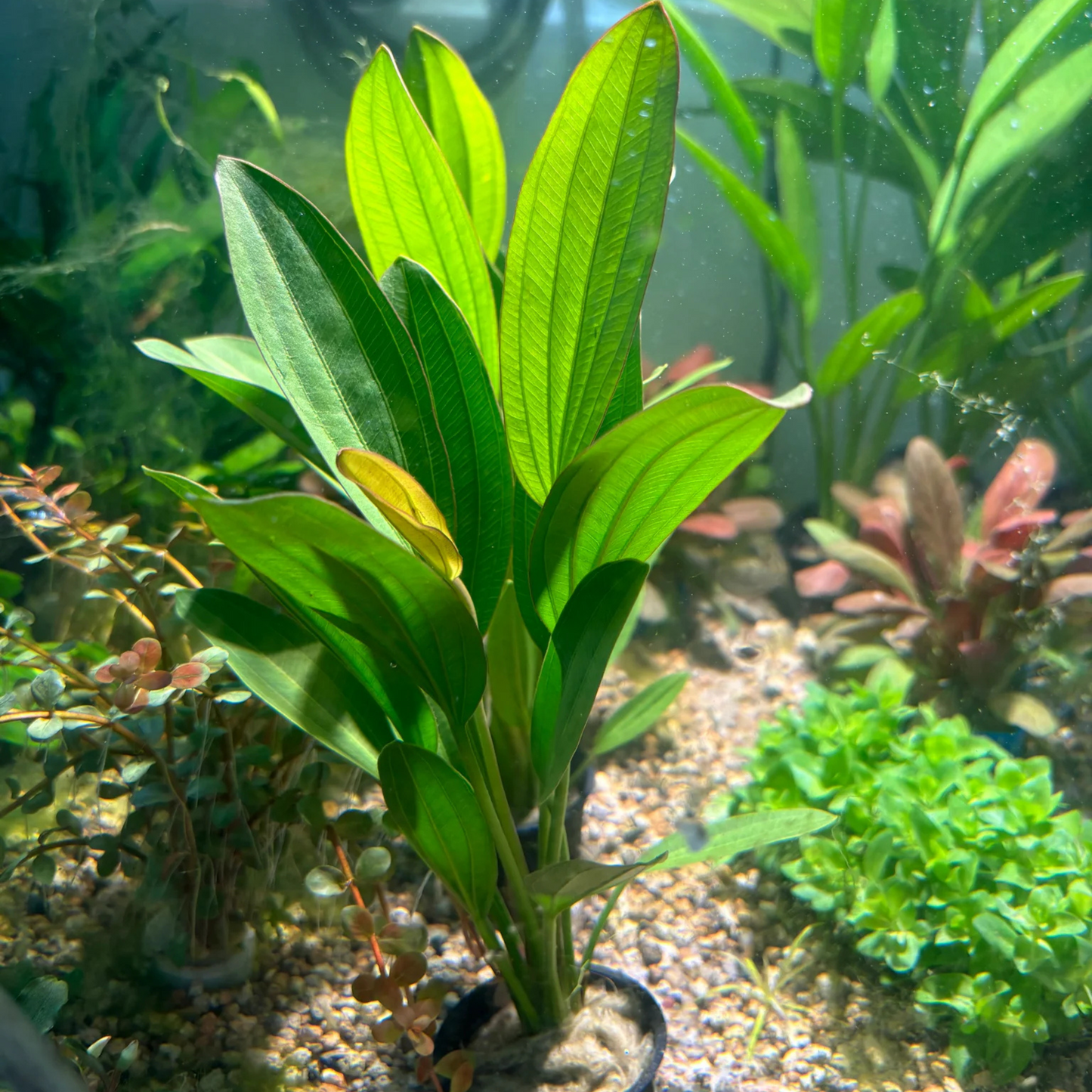 Echinodorus Rose Aquarium Live Plant