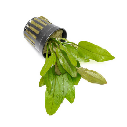 Echinodorus Wild Grass Aquarium Live Plant