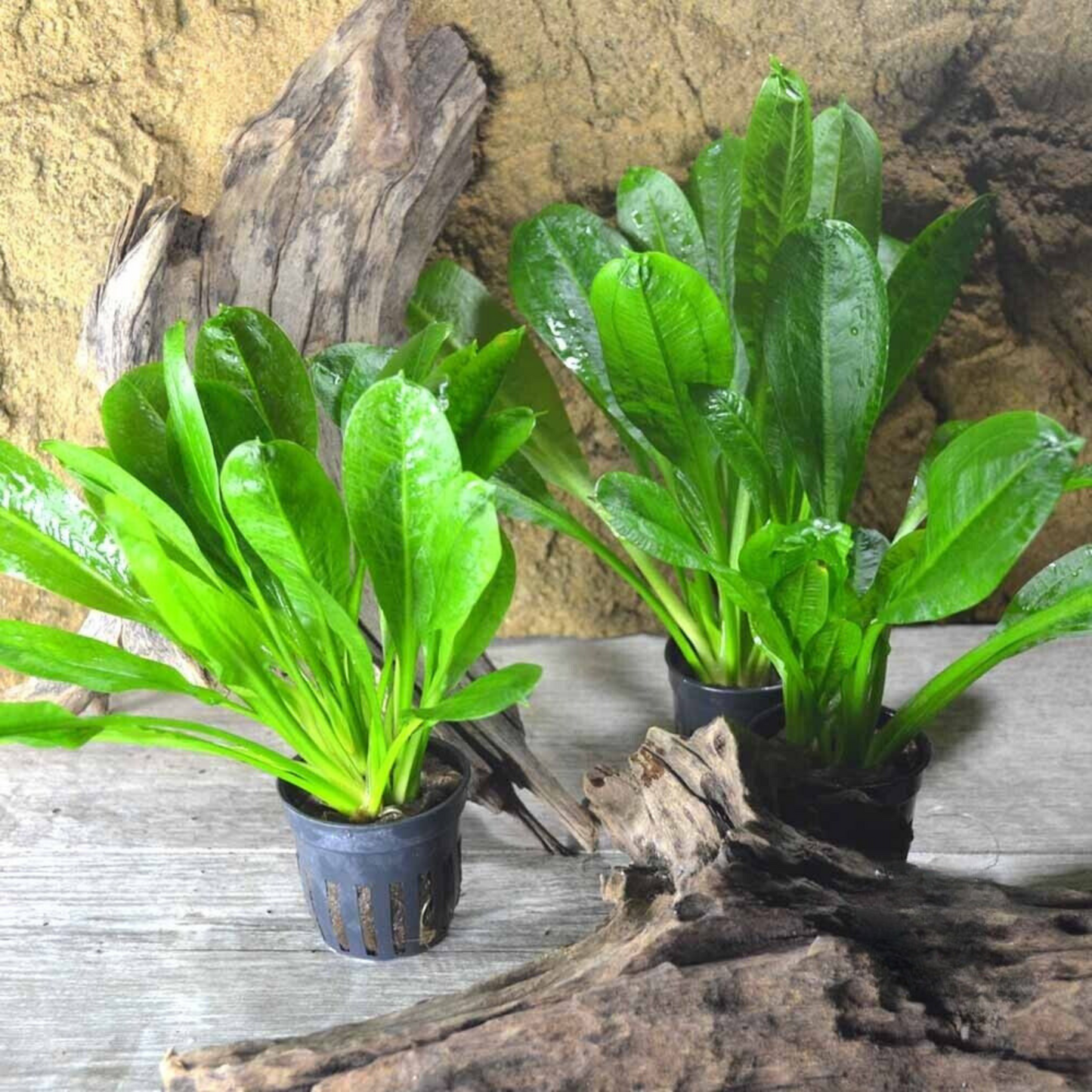 Echinodorus Wild Grass Aquarium Live Plant