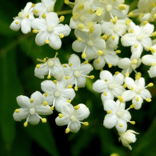 Elderberry (Sambucus nigra) Rare Fruit/Flowering Live Plant