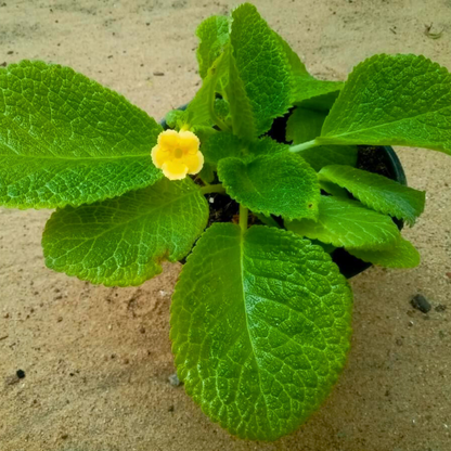 Episcia Yellow (Hanging) All Time Flowering Live Plant