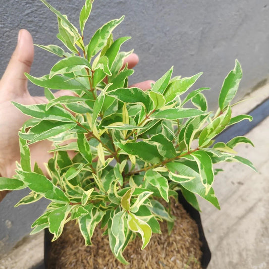 Eugenia Variegated Live Plant
