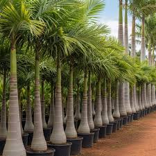 Foxtail Palm (Wodyetia bifurcata) Ornamental Live Plant