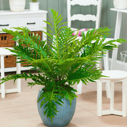Fern Tree (Cyatheales) Ornamental Live Plant