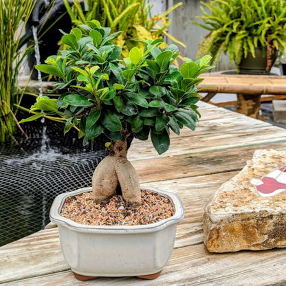 Ficus Microcarpa Ginseng Bonsai Indoor Live Plant