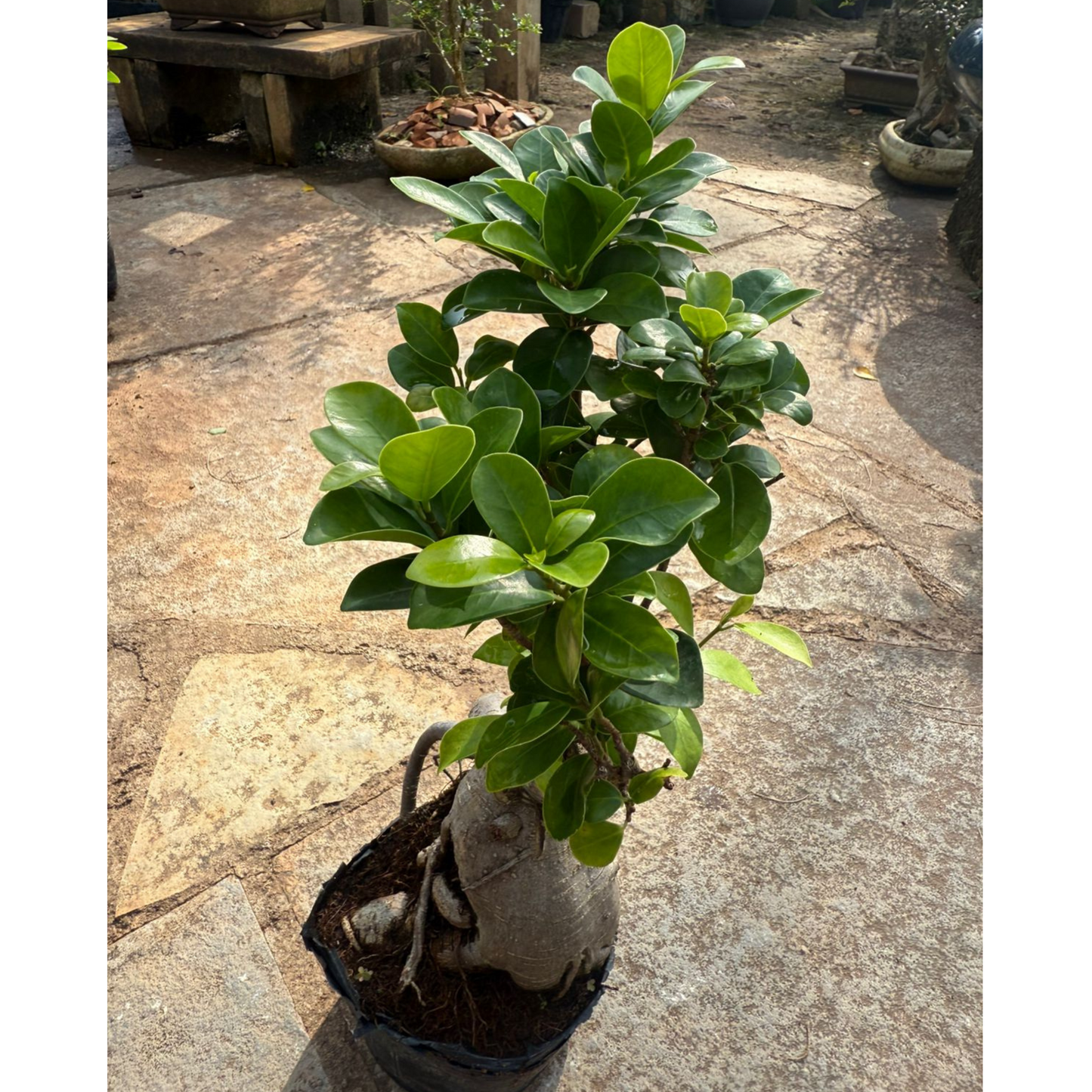 Ficus Microcarpa Ginseng Bonsai Indoor Live Plant