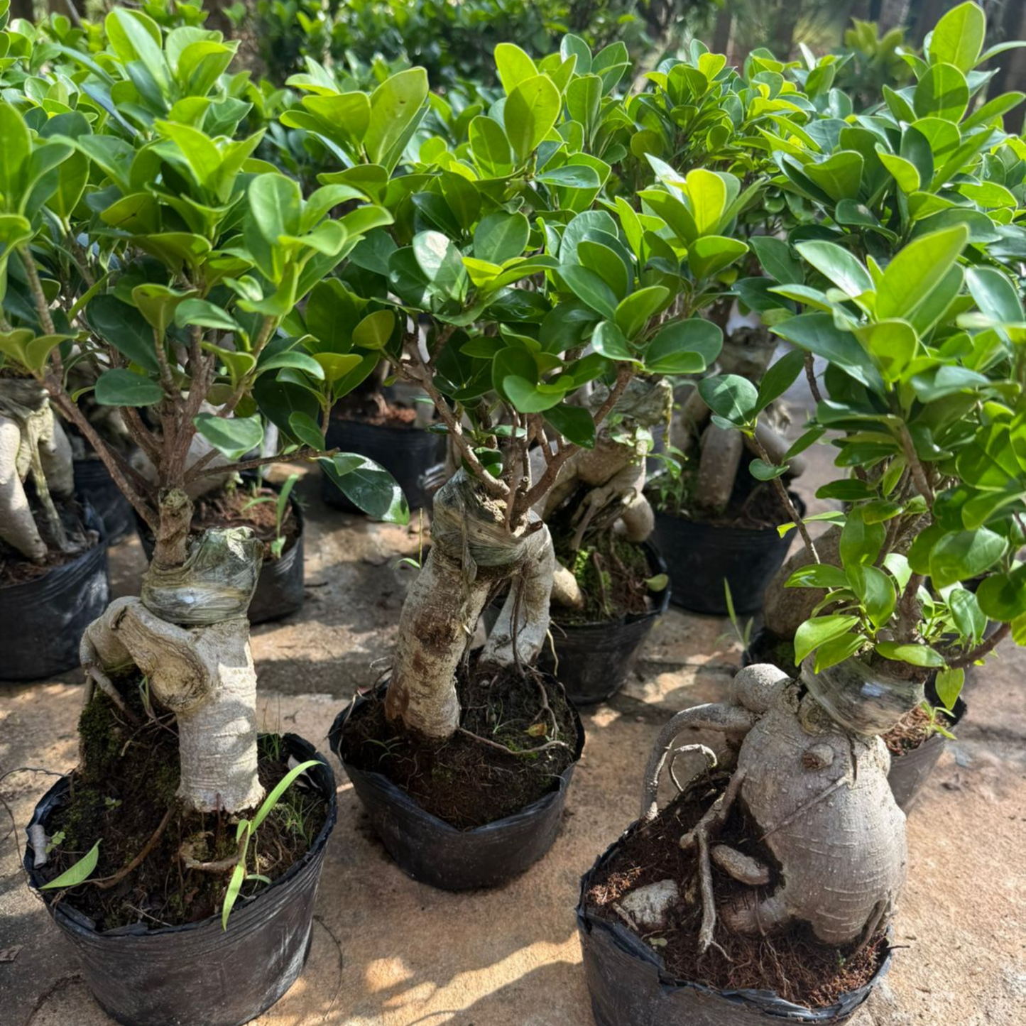 Ficus Microcarpa Ginseng Bonsai Indoor Live Plant