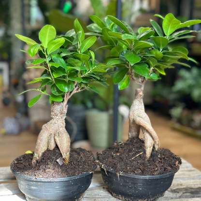 Ficus Microcarpa Ginseng Bonsai Indoor Live Plant