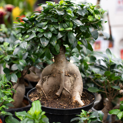 Ficus Microcarpa Ginseng Bonsai Indoor Live Plant