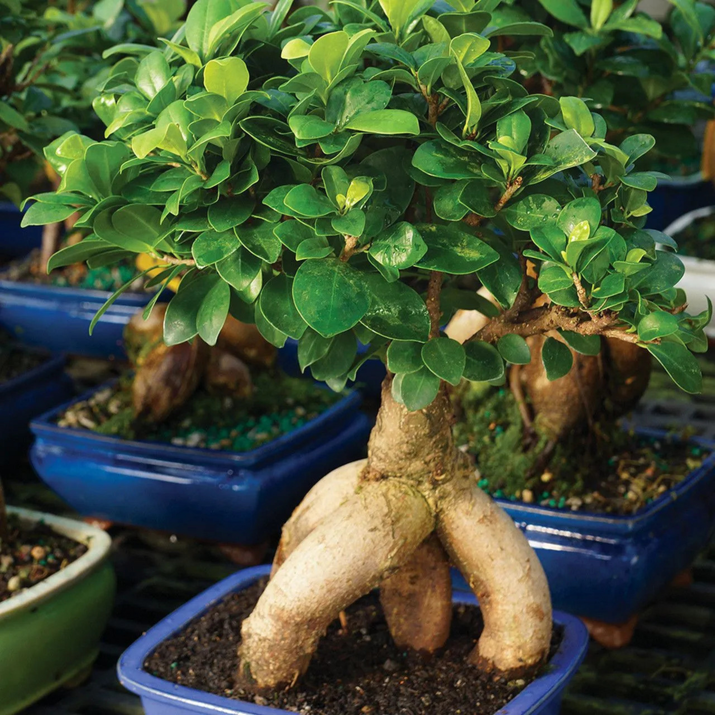 Ficus Microcarpa Ginseng Bonsai Indoor Live Plant