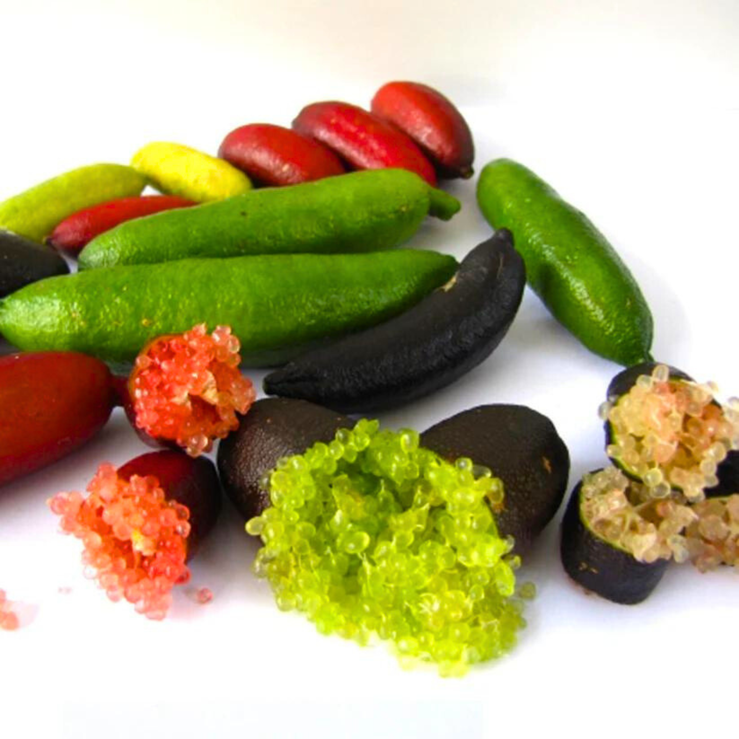 Finger Lime (Citrus australasica) Fruit Plant