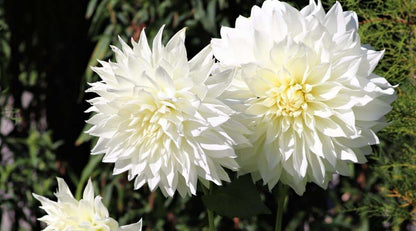 White Dahlia Flowering Live Plant