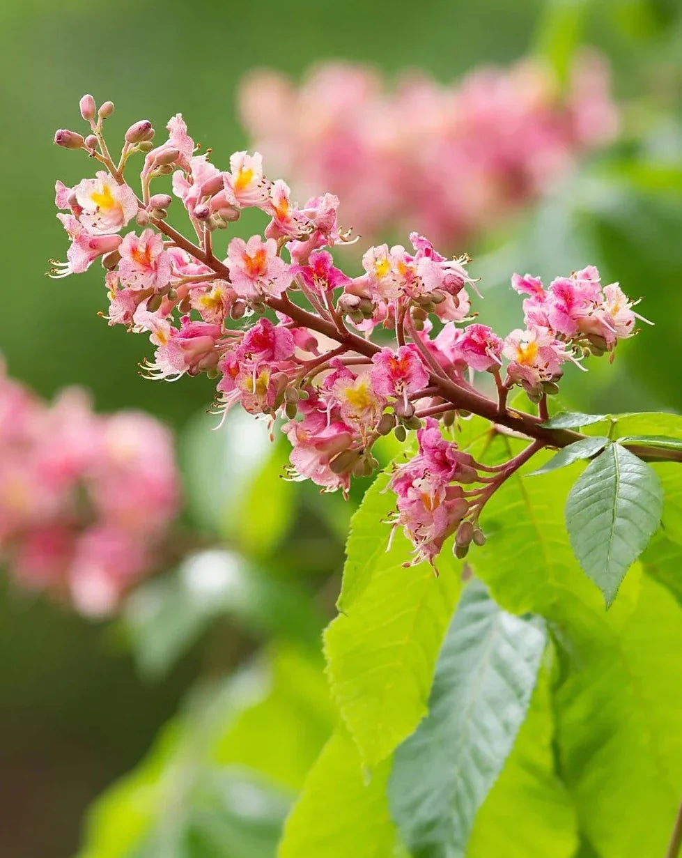 Red Horse-Chestnut Tree (Aesculus x carnea) Rare Live Plant