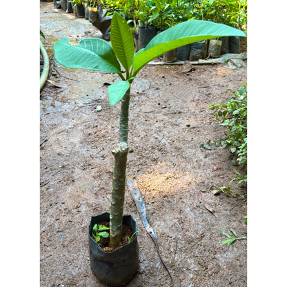 Frangipani (Plumeria rubra) Red All Time Flowering Live Plant