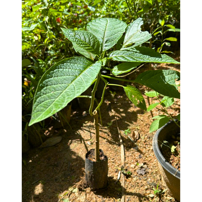 Frosty Pink (Angel trumpet) Flowering Live Plant