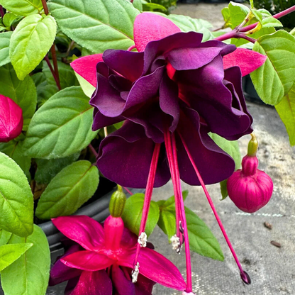 Fuchsia Magenta (Fuchsia magellanica) Rare All Time Flowering Live Plant