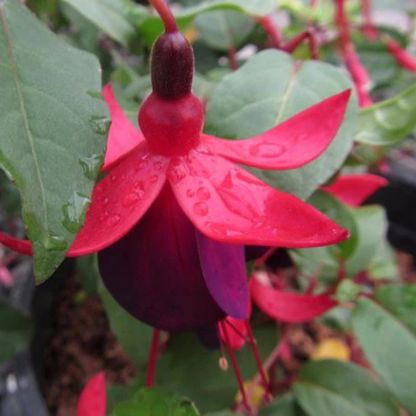 Fuchsia Magenta (Fuchsia magellanica) Rare All Time Flowering Live Plant