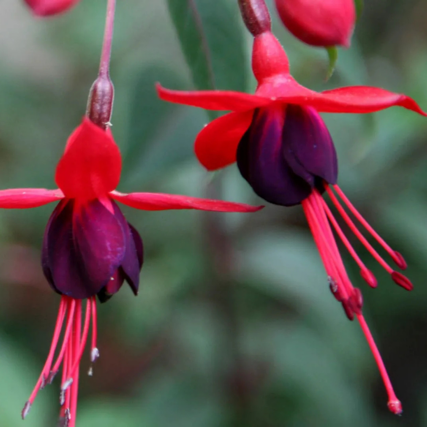 Fuchsia Desi Variety (Fuchsia magellanica) Rare All Time Flowering Live Plant