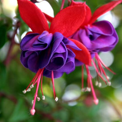 Fuchsia Purple (Fuchsia magellanica) Rare All Time Flowering Live Plant