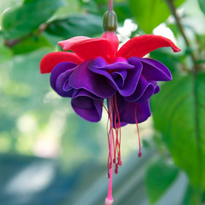 Fuchsia Purple (Fuchsia magellanica) Rare All Time Flowering Live Plant