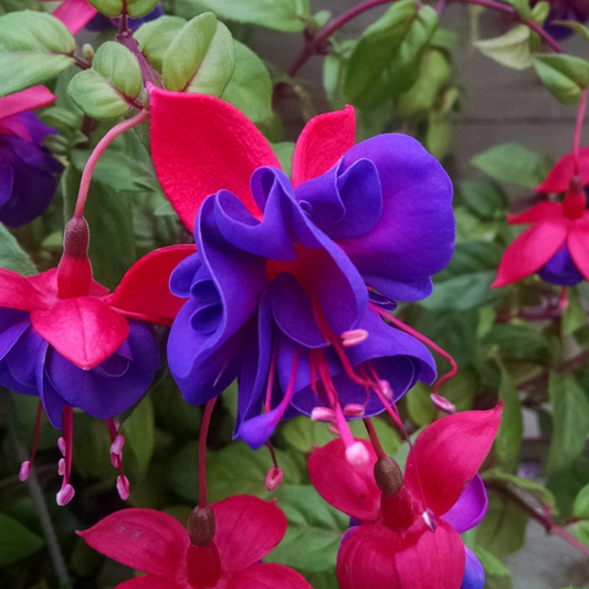 Fuchsia Purple (Fuchsia magellanica) Rare All Time Flowering Live Plant