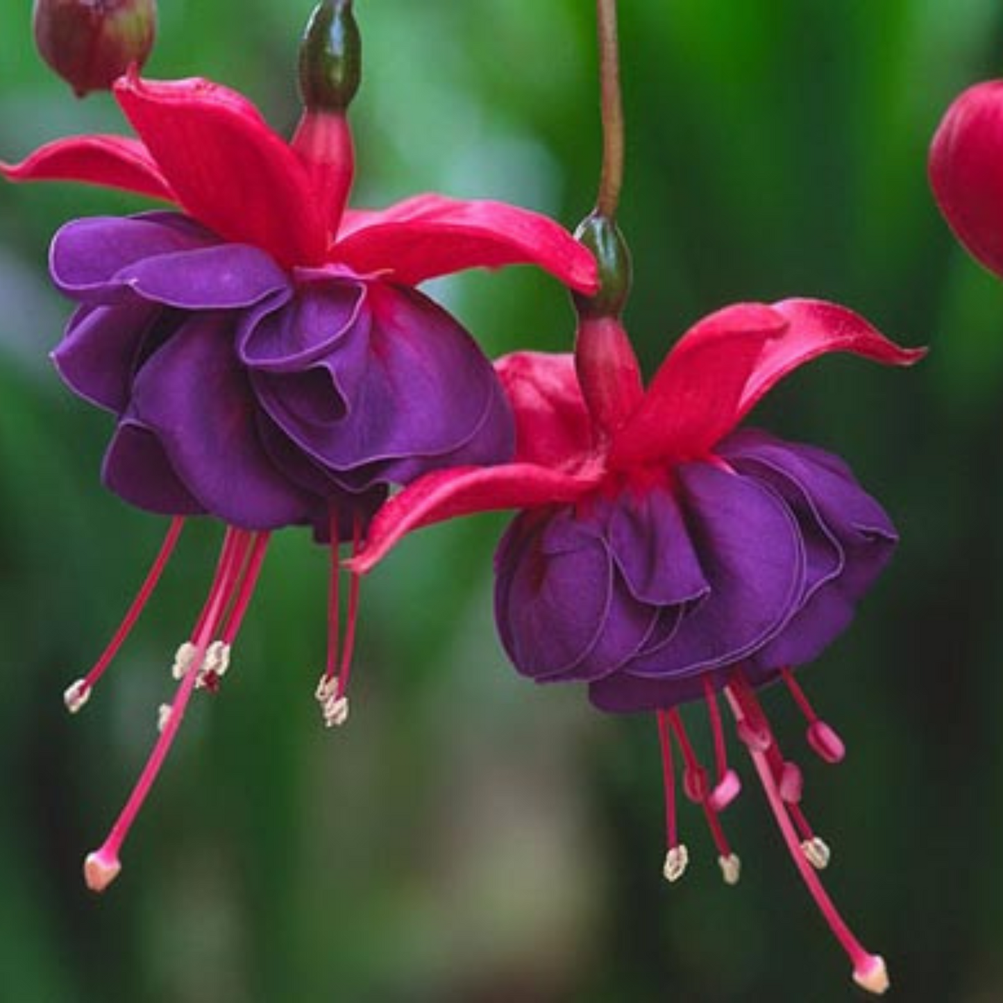 Fuchsia Purple (Fuchsia magellanica) Rare All Time Flowering Live Plant
