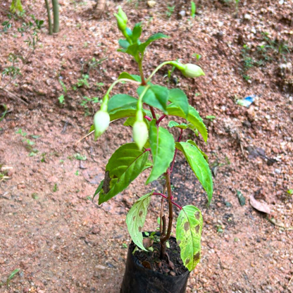 Fuchsia White (Fuchsia magellanica) Rare All Time Flowering Live Plant