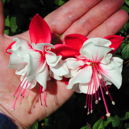 Fuchsia White (Fuchsia magellanica) Rare All Time Flowering Live Plant