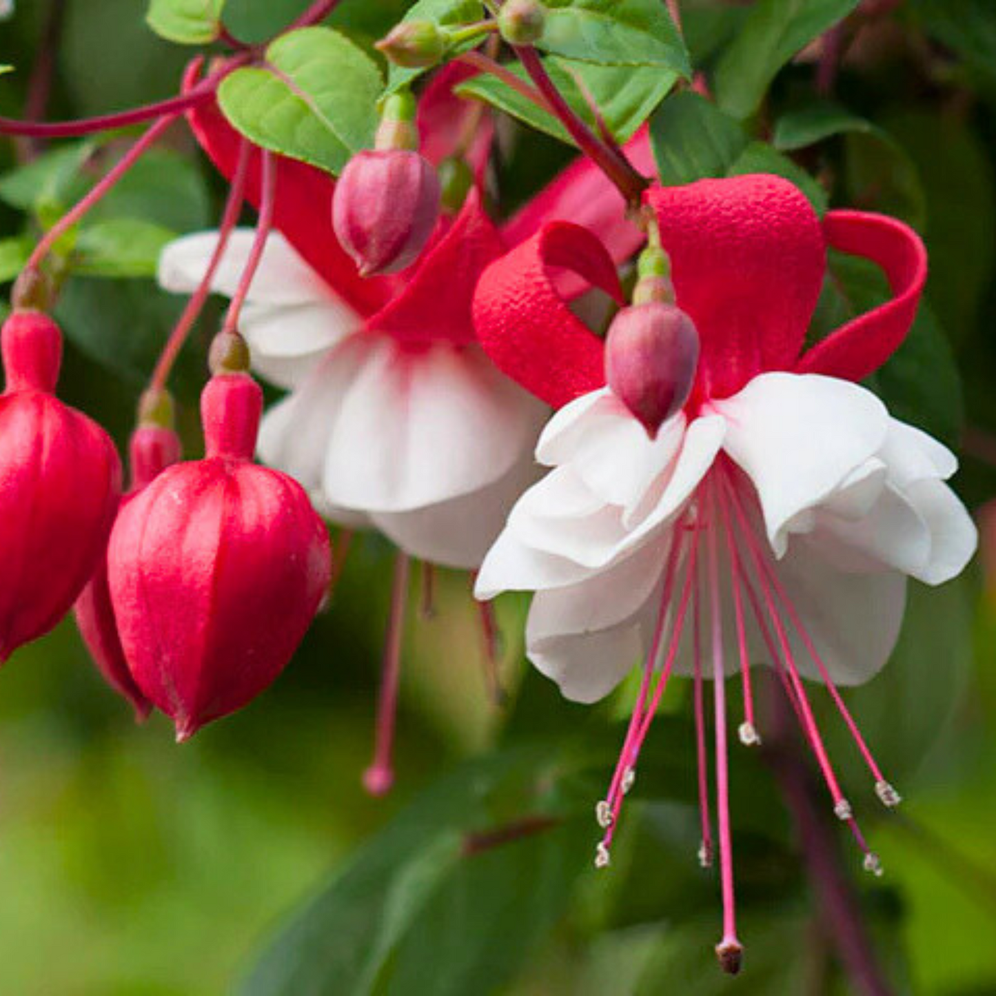 Fuchsia White (Fuchsia magellanica) Rare All Time Flowering Live Plant