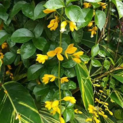 Golden Cascade Creeper/Climber Flowering Live Plant