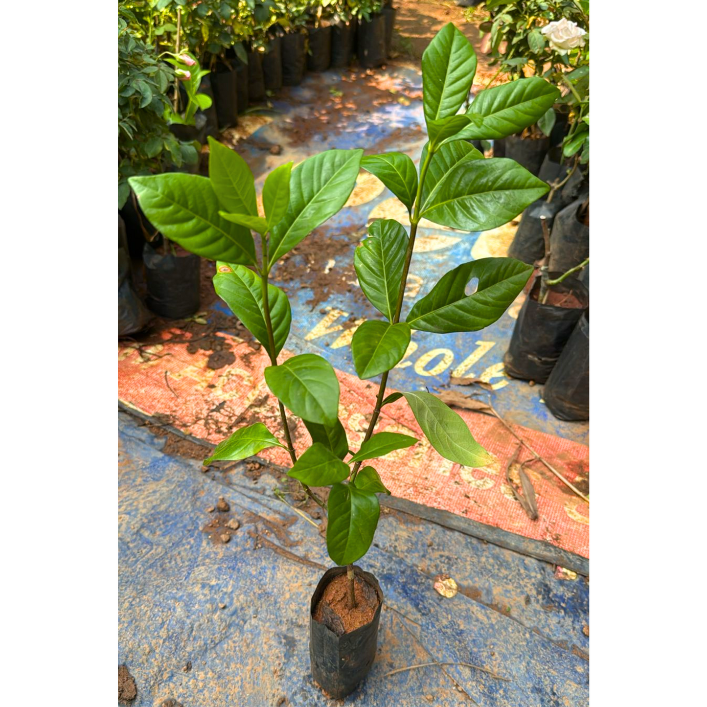 Gandhraj / Gardenia Cape Jasmine Multi Petal (Paarijatham) Highly Fragrant All Time Flowering Live Plant