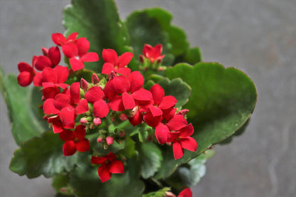 Red Kalanchoe (Blossfeldiana) All Time Flowering Live Plant