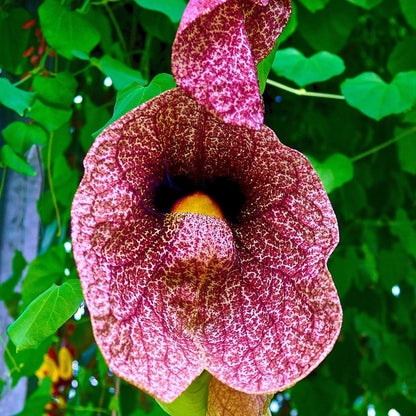 Aristolochia Gigantea (Pelican Flower) Flowering Plant