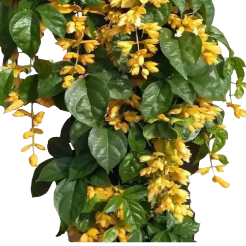 Golden Cascade Creeper/Climber Flowering Live Plant
