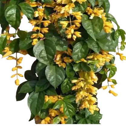 Golden Cascade Creeper/Climber Flowering Live Plant