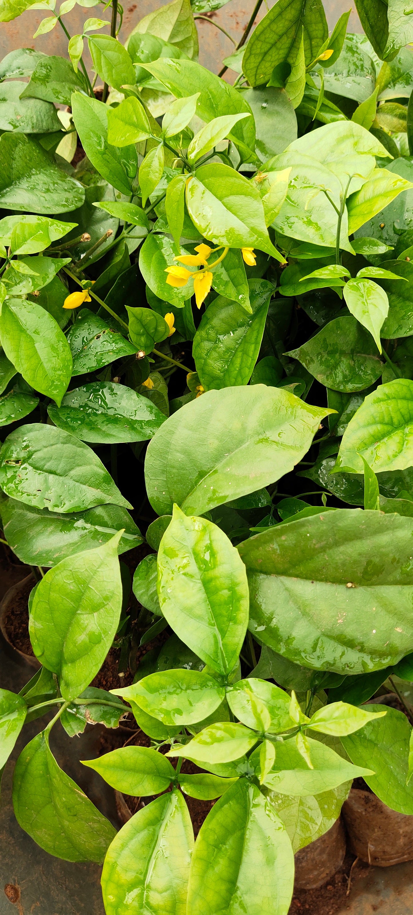 Golden Cascade Creeper/Climber Flowering Live Plant
