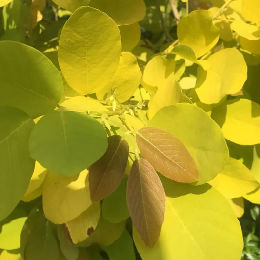Golden Desmodium (Desmodium aureum) Ornamental Live Plant