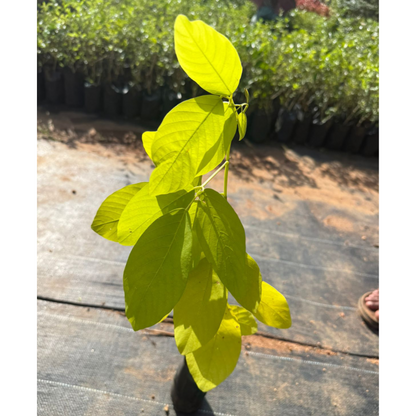 Golden Desmodium (Desmodium aureum) Ornamental Live Plant