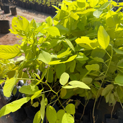 Golden Desmodium (Desmodium aureum) Ornamental Live Plant