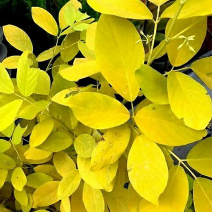 Golden Desmodium (Desmodium aureum) Ornamental Live Plant