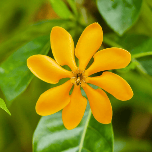 Golden Gardenia/Gandharaj Yellow Highly Fragrant All Time Flowering Live Plant
