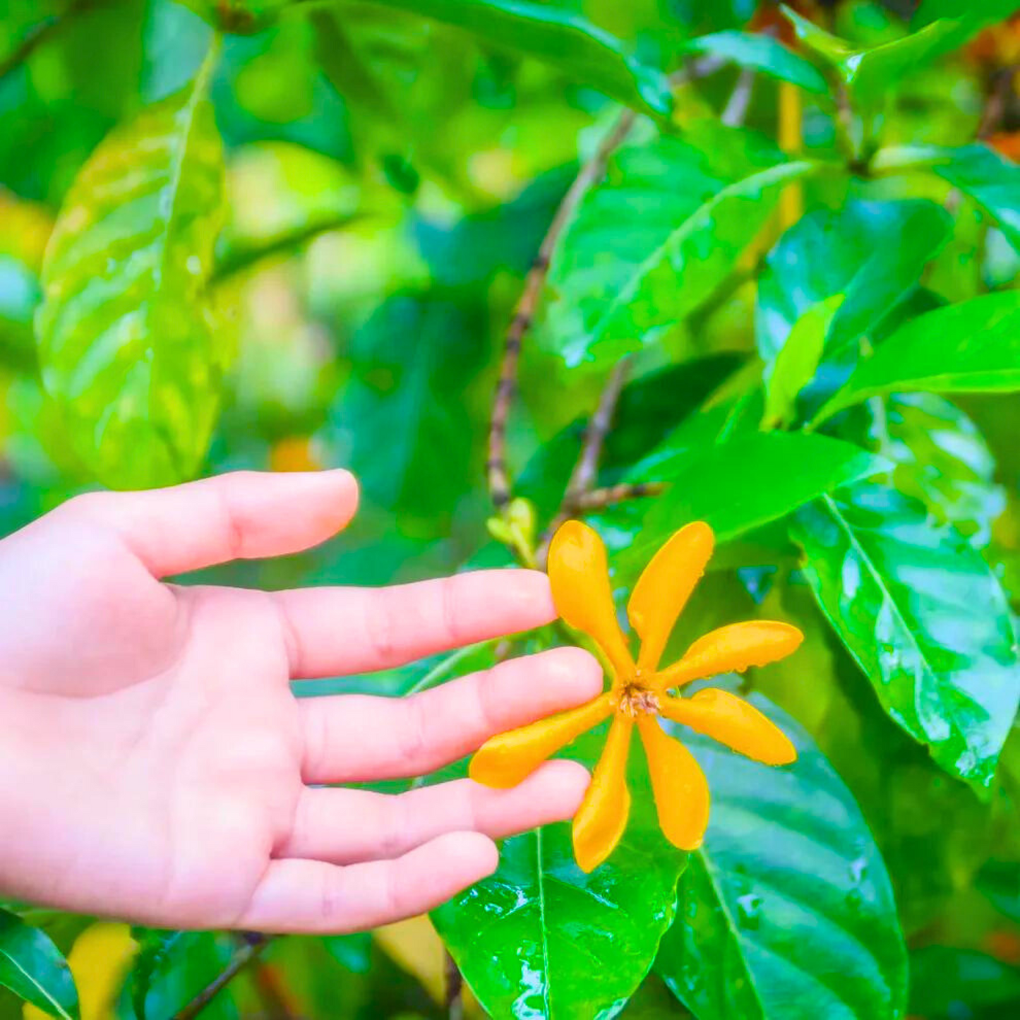 Golden Gardenia/Gandharaj Yellow Highly Fragrant All Time Flowering Live Plant