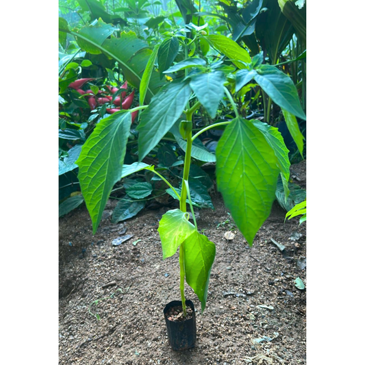 Golden Berry / Cape Gooseberry (Physalis peruviana) Rare Fruit Live Plant