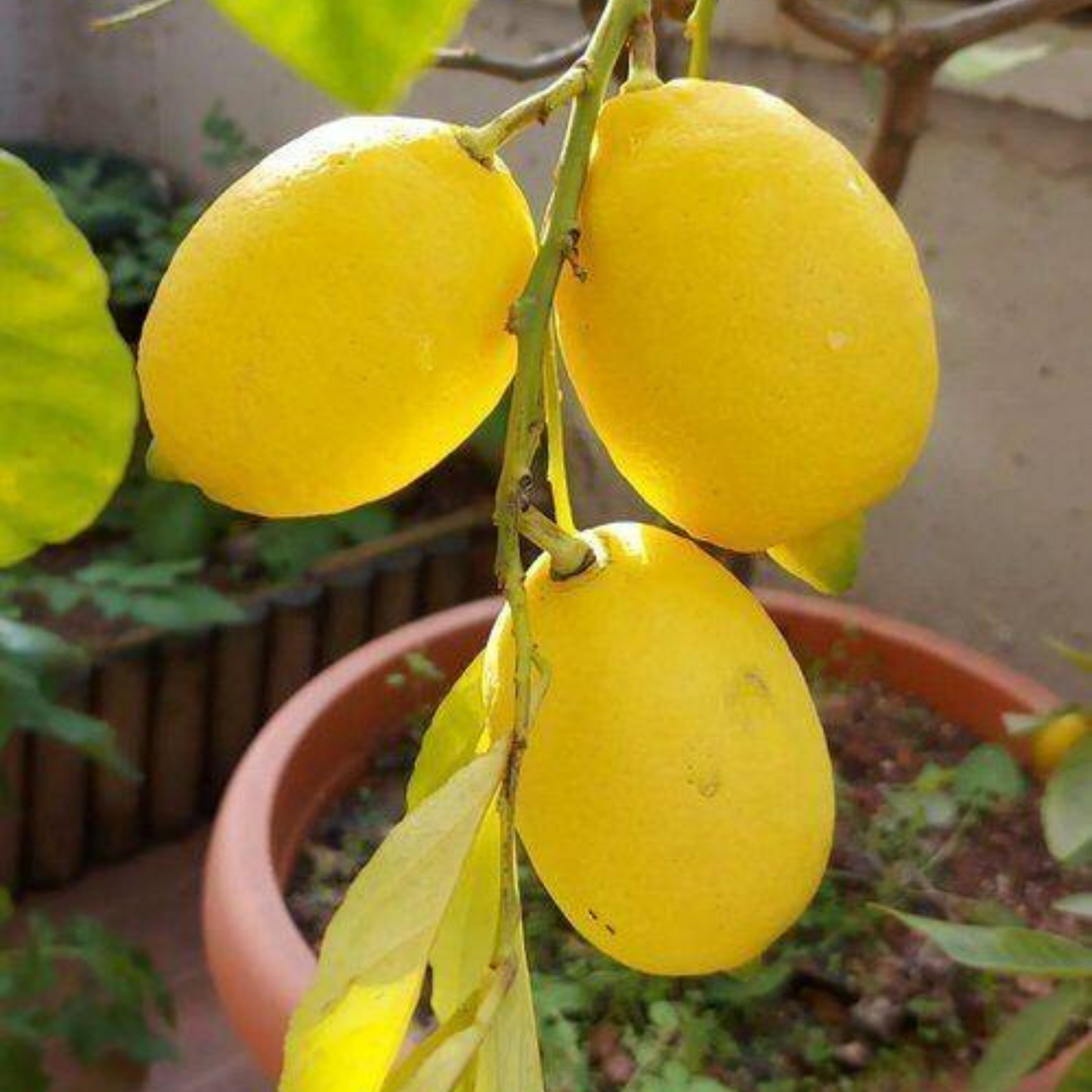 Gondhoraj Lemon (Citrus × limonia) Fruit Live Plant