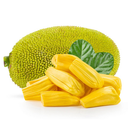 Gumless Jackfruit (Artocarpus heterophyllus) Fruit Live Plant